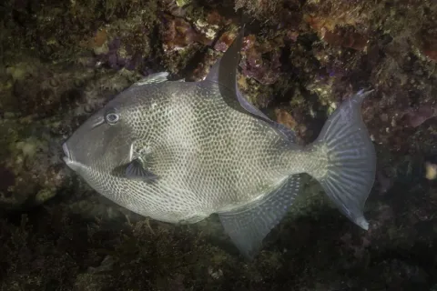 Grey triggerfish — Diego Delso / Wikimedia Commons / CC BY-SA 4.0