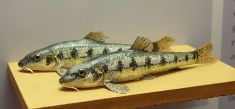 Gudgeon — Daderot / Wikimedia Commons / CC0