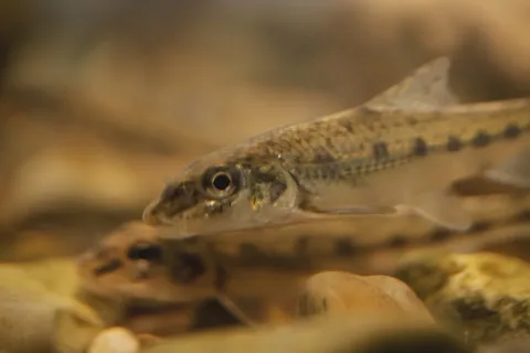 Gudgeon — Pmau / Wikimedia Commons / CC BY-SA 4.0