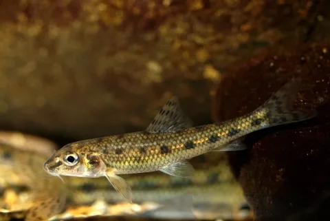 Gudgeon — Gilles San Martin / Wikimedia Commons / CC BY-SA 2.0