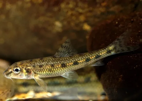 Gudgeon — Gilles San Martin / Wikimedia Commons / CC BY-SA 2.0