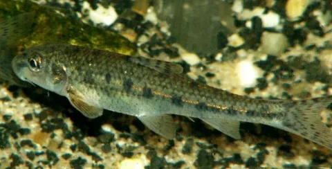 Gudgeon — Viridiflavus at Dutch Wikipedia

(Original text: Piet Spaans) / Wikimedia Commons / CC BY-SA 3.0