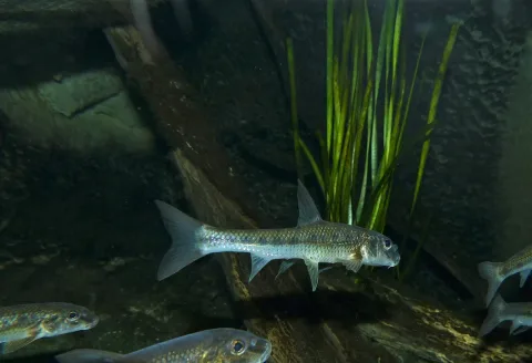 Gudgeon — Bernard DUPONT from FRANCE / Wikimedia Commons / CC BY-SA 2.0
