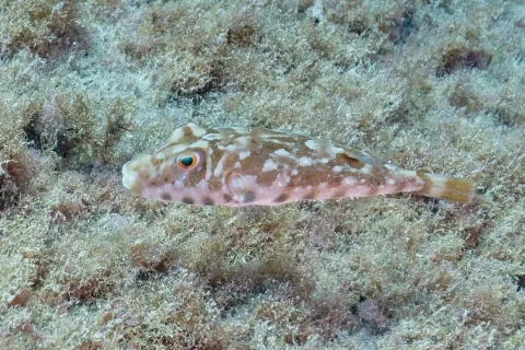 Guinean puffer — Diego Delso / Wikimedia Commons / CC BY-SA 4.0