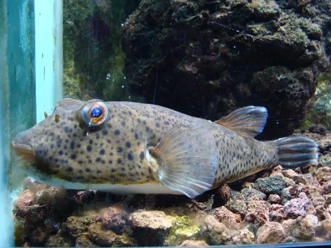 Guinean puffer — Fernando Losada Rodríguez / Wikimedia Commons / CC BY-SA 4.0