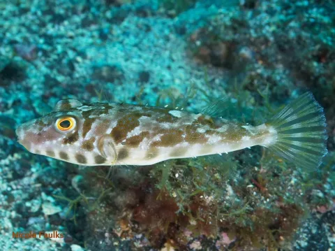 Guinean puffer — Nicola Faulks / Wikimedia Commons / CC BY 4.0