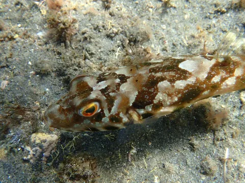 Guinean puffer — Tristan He / Wikimedia Commons / CC BY-SA 4.0