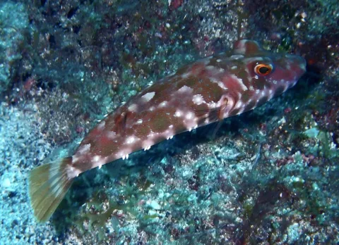 Guinean puffer — Jean-Paul Boerekamps / Wikimedia Commons / CC0