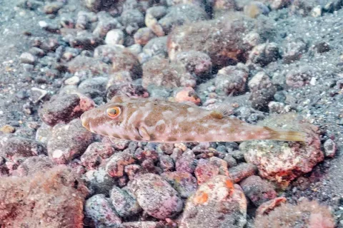 Guinean puffer — Diego Delso / Wikimedia Commons / CC BY-SA 4.0