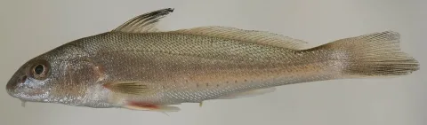 Gulf kingcroaker — Smithsonian Environmental Research Center / Wikimedia Commons / CC BY 2.0