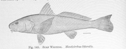 Gulf kingcroaker — Hugh McCormick Smith / Wikimedia Commons / Public domain