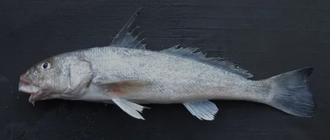 Gulf kingcroaker — SEFSC Pascagoula Laboratory; Collection of Brandi Noble, NOAA/NMFS/SEFSC. / Wikimedia Commons / Public domain