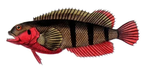 Hairy blenny — François-Louis Laporte, comte de Castelnau / Wikimedia Commons / Public domain
