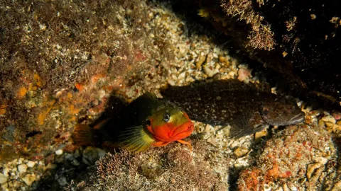 Hairy blenny — João D'Andretta / Wikimedia Commons / CC BY-SA 4.0