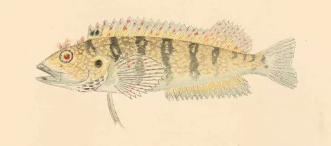 Hairy blenny — Barton Warren Evermann / Millard Caleb Marsh / Wikimedia Commons / Public domain