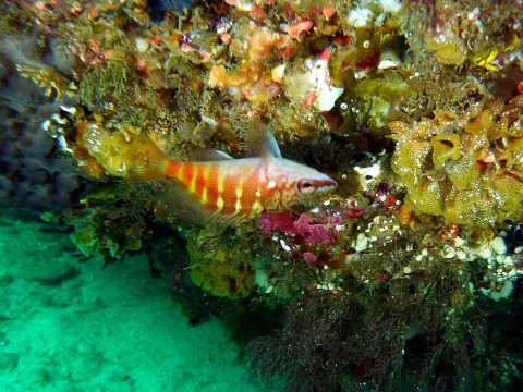 Halfbanded seaperch — Kai Squires / Wikimedia Commons / CC BY 4.0