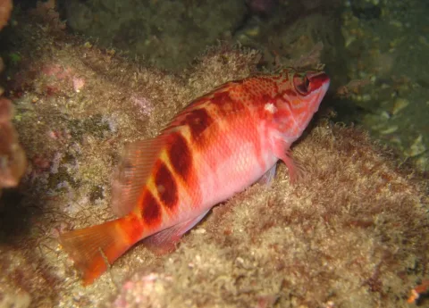 Halfbanded seaperch — Richard Ling / Wikimedia Commons / CC BY-SA 2.0
