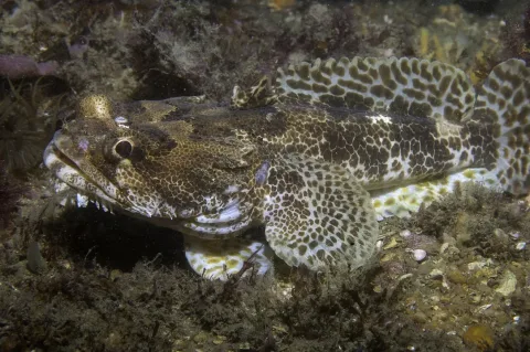 Lusitanian toadfish — Bernard Picton / Wikimedia Commons / CC BY 4.0