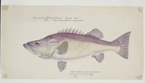 Hapuku wreckfish — Frank Edward Clarke / Wikimedia Commons / Public domain