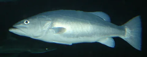 Hapuku wreckfish — Nholtzha / Wikimedia Commons / CC BY-SA 3.0