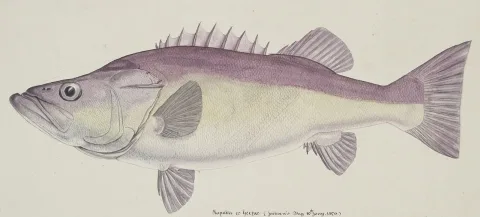 Hapuku wreckfish — Frank Edward Clarke / Wikimedia Commons / Public domain
