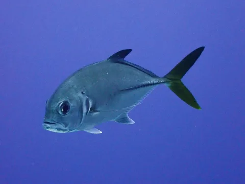 Horse-eye jack — Dan Schofield / Wikimedia Commons / CC BY 4.0
