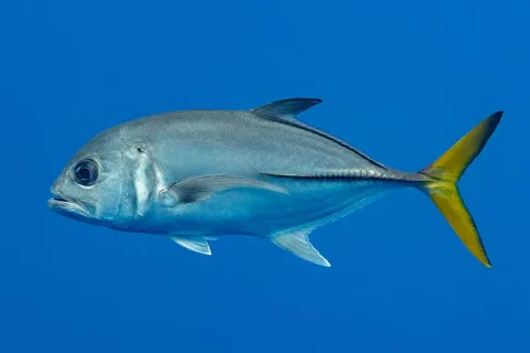 Horse-eye jack — Diego Delso / Wikimedia Commons / CC BY-SA 4.0