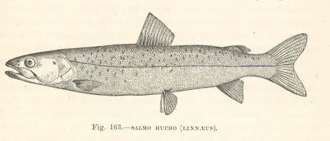 Huchen — Harry Govier Seeley / Wikimedia Commons / Public domain