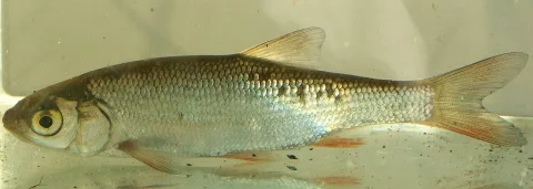 Ide — Viridiflavus / Wikimedia Commons / CC BY 2.5