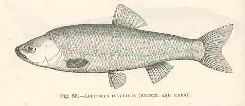 Illyrian chub — Harry Govier Seeley / Wikimedia Commons / Public domain