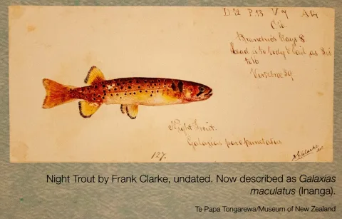 Inanga — Frank Edward Clarke / Wikimedia Commons / Public domain