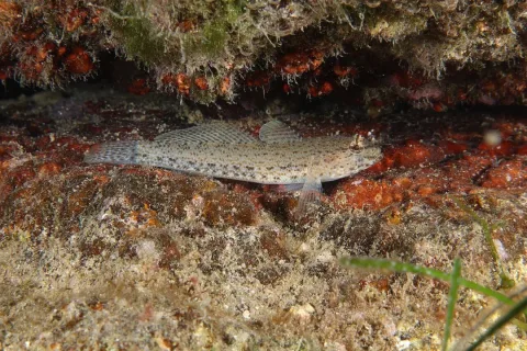 Incognito goby — jujurenoult / Wikimedia Commons / CC BY 4.0