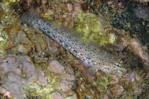 Incognito goby — Etrusko25 / Wikimedia Commons / Public domain