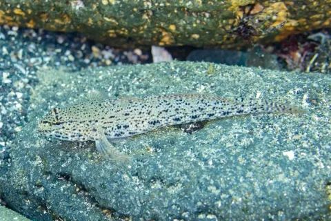 Incognito goby — Diego Delso / Wikimedia Commons / CC BY-SA 4.0
