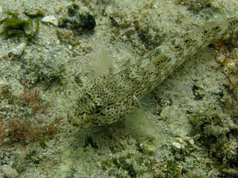 Incognito goby — Gronk / Wikimedia Commons / CC BY-SA 3.0