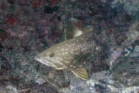 Island grouper — Diego Delso / Wikimedia Commons / CC BY-SA 4.0