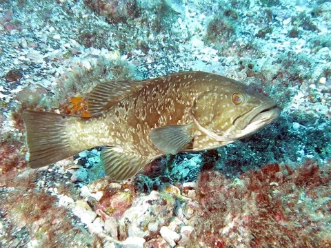 Island grouper — Jerome Paillet (IFREMER, Laboratoire d'Océanographie Physique et Spatiale, Centre Bretagne - ZI de la Pointe du Diable - / Wikimedia Commons / CC BY 4.0