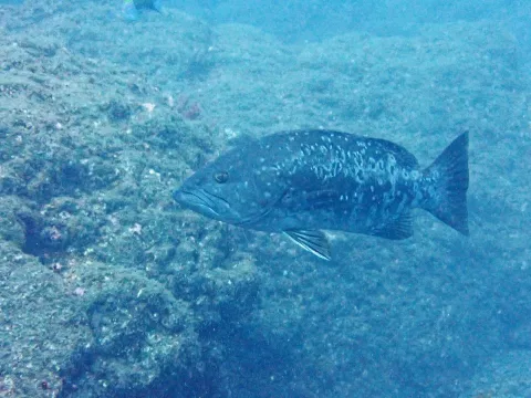 Island grouper — Donald Davesne / Wikimedia Commons / CC BY 4.0