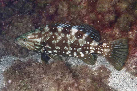 Island grouper — Julien Renoult / Wikimedia Commons / CC BY 4.0