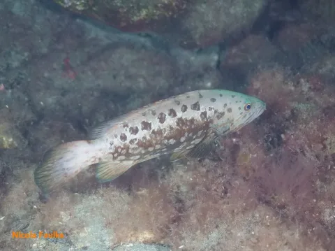 Island grouper — Nicola Faulks / Wikimedia Commons / CC BY 4.0