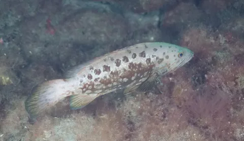 Island grouper — Nicola Faulks / Wikimedia Commons / CC BY 4.0