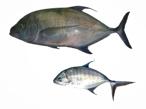 Island trevally — Hugues Evano (IFREMER, Délégation océan Indien (DOI), Département Ressources Biologiques et Environnement (RBE), F-97420 / Wikimedia Commons / CC BY 4.0