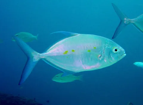 Island trevally — David Burdick / Wikimedia Commons / Public domain
