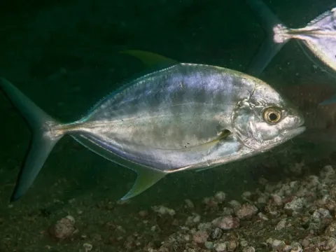 Island trevally — Rickard Zerpe / Wikimedia Commons / CC BY 2.0