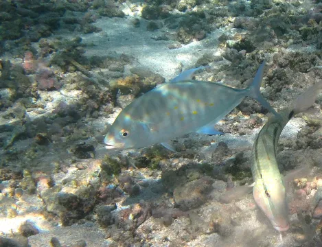 Island trevally — Philippe Bourjon / Wikimedia Commons / CC BY-SA 3.0