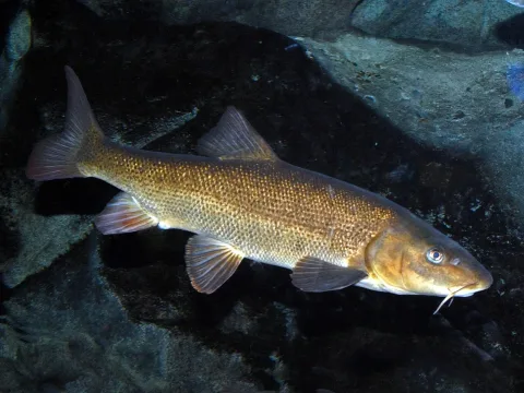 Italian Barbel — Hectonichus / Wikimedia Commons / CC BY-SA 3.0