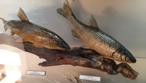 Italian Barbel — Ensahequ / Wikimedia Commons / CC BY-SA 4.0