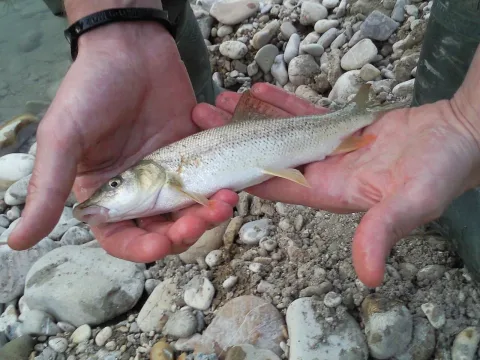 Italian Barbel — MirCordolo (Mirco Caldari) / Wikimedia Commons / Public domain