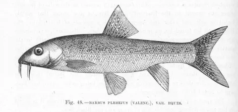 Italian Barbel — Harry Govier Seeley / Wikimedia Commons / Public domain