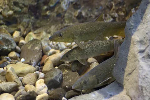 Italian Barbel — Lorenzo Andrioli / Wikimedia Commons / CC BY-SA 2.0